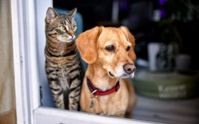 Pets in Strata: Navigating Pet Policies in Queensland with Sunstate Strata