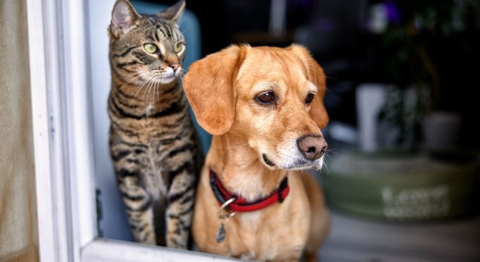 Pet-Policies-in-Queensland-1